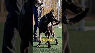 4 perros que son mucho m&aacute;s poderosos de lo que pensabas #perros #dogs