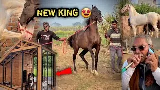New Upcoming Dogs Ke Liye Ghar Ready Ho Raha Hai🥰Abhiraj Ko Stallion Banta Dekh Narshringar gusse m😡