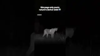 the mountain lion prepares for the kill 🌒🩸 #brutalbynature #rawnature #animalpredators