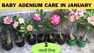 BABY Adenium care in January ।। करें 3 ज़रूरी काम  आपका बेबी अडैनियम कभी खराब नहीं होगा ।।Lakhnavi G