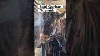 sapi ngamuk, sapi qurban, big cow #shorts #cow #lembu