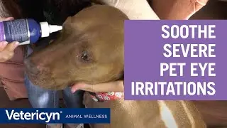 Antimicrobial Ophthalmic Gel relieves severe burning, stinging, and itching in pets' eyes