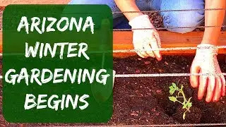 Arizona Winter Gardening - Starting Tomatoes, Bell Peppers, Cucumbers & Herbs