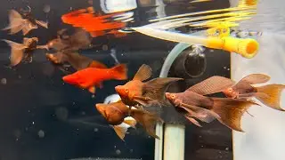 Combo si&ecirc;u rẻ c&aacute;c d&ograve;ng c&aacute; Molly - Guppy - Huyết Kiếm cho ae chơi tết part 3