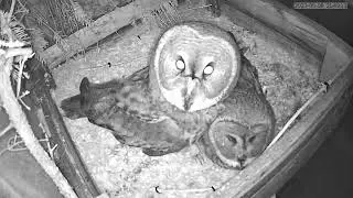 #Owlspark.lt  #Peleduparkas.lt  Strix nebulosa 2023 05 08