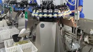 GREAT FARM | Industrial Auto-Laser Beak Trimmer And Vaccination Combo Machine