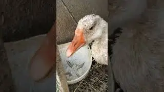 Ngỗng lần đầu tiên được ăn gạo Nhật #mypetdn #goose #gachua #ガチョウ 