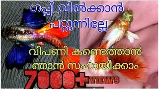 Guppy Marketing| ഞാൻ എങ്ങനെ ഗപ്പി മാർക്കറ്റ്‌ചെയ്യുന്നു| Tips