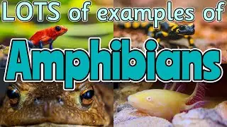 AMPHIBIANS for kids 🐸 Can you name ALL of the different amphibians? | Miss Ellis