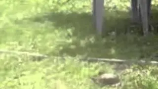Turtle communication