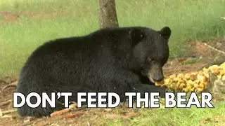 New York DEC Offers Bear Safety Tips as Spring Hiking and Camping Season Begins