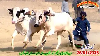 Bull Race 2025  khad Fakatry 26 1 2025