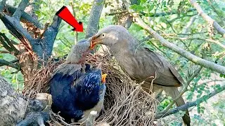 Beautiful Moment of a Mother Bird Feeding Chicks Cute Baby Birds in the Nest‎⁨ @beautyofnature4988  