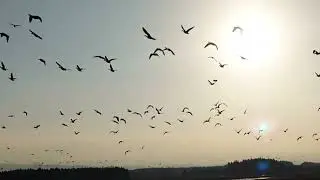おはようございます😀2025/03/14HappyWhiteDay🥰❤️暴風の中に力強く羽ばたく渡り鳥🦢からご覧下さい🤩✨
