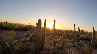 Saguaro National Park Arizona: Capturing the Beauty of the Cactus Forest