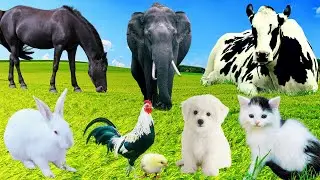 Sounds Of Wildlife Animals, Familiar Animals: Rabbit, Cow, Elephant, Goat, Puppy, Horse - Animal