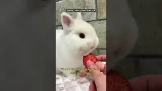 Bunny Time! Learn with Fun #videoshort #animals#rabbit