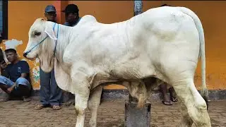 9 juta !! PO Super Calon Kontes Harga Murah Meriah !! Pasar Sapi Tuban 