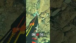У этого животного три сердца 🌊💯! #шорты #осьминог #море #yt