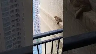 Kucing TERJEBAK KAKU Di Dinding Lantai 28 #shorts #rescue #rescueefforts #edukasi #shortvideo