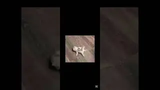 4 patitas