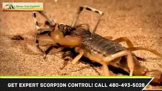 Scorpion Control Maricopa County AZ Exterminator 480-493-5028 Ozone Pest Control