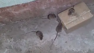 DIY Simple Rat Trap from Cardboard - How to Make a Easy Mouse/ Rat Trap (that works!)