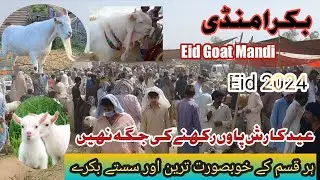 Bakra mandi Eid ka rush||kajli aur bahut khobsorat baray #trending #viral #viralvideo #Eid #animals