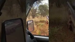 Hunting bush turkeys in the Pilbara. Song in the background doesn&rsquo;t belongs to me