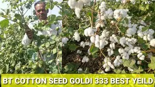 BT COTTON SEED PRANSHI GOLDI 333 yeild veraity