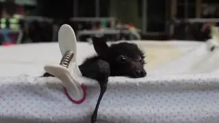 Orphan Fruit Bats