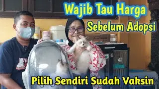 Adopsi Kucing di Bu Haji ❗ Kucing Harga Terjangkau