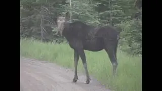 Minnesota: Border-Route Trail & Gunflint Trail 2018