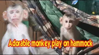 Adorable  monkey play on hammock | polo monkey#38