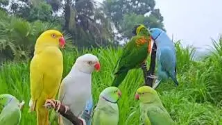 Parrot talking parrot voice 