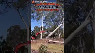 Watch as Dynamic Tree Solutions tackles a mammoth of a task! 🌳💪 large complex tree removal.