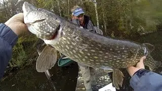 P&ecirc;che du Brochet au 3D RAD ( SavageGear ) - Automne 2016