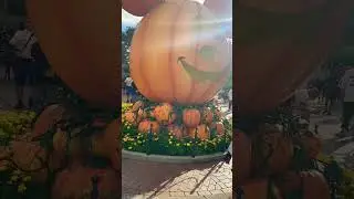 Mickey Pumpkin in the sunshine #disneyland #mickeymouse #pumpkin #halloweentime #mainstreetusa