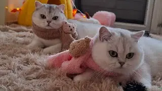 Cute Cats in Cozy Autumn Vibes! The Sweetest Fall Video of 2025 😻🍂🍁