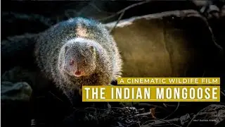 Ranthambore Intimate Moments – Mongoose Hunting at the River | Cinematic Wildlife