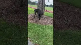 NOTHING LIKE SOME FREEDOM… 😅💪 #canecorso #trending #animals #shorts
