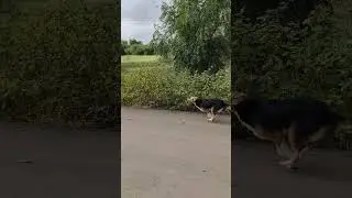 SUPERB DOG UNBELIEVABLE ACTION VIRAL VIDEO NEW ACTION STAR ⭐ Original Content