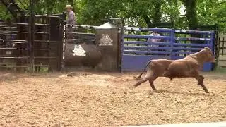 Lot 10   TC900   Yearling Bull