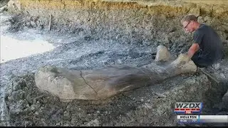 Giant dinosaur bone unearthed in France