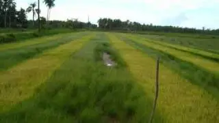 RINGGINDING-GINDING: Philippine Folk Song from Eastern Visayas