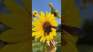 Carpenter Bees Collecting Food