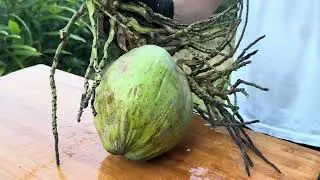 Coconut Ball | Coconut No.34 Oddly Satisfying Coconut Peeling Skill ASMR #coconutcutting