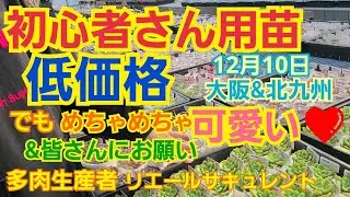 【多肉植物】【ガーデニング】初心者🔰さん用販売苗‼️低価格🎶多肉植物について✨️2022年12月8日