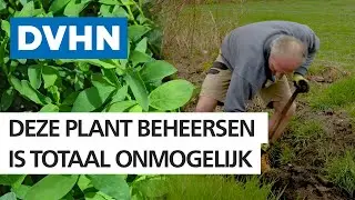 Rob vecht al 4 jaar tegen woekerende Japanse Duizendknoop