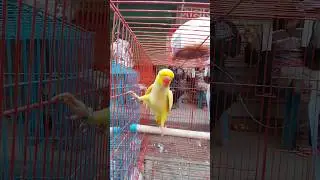 চমৎকার টিয়া পাখি || Beautiful parrot#shorts #viralshorts #youtubeshorts #ytshorts #trending
